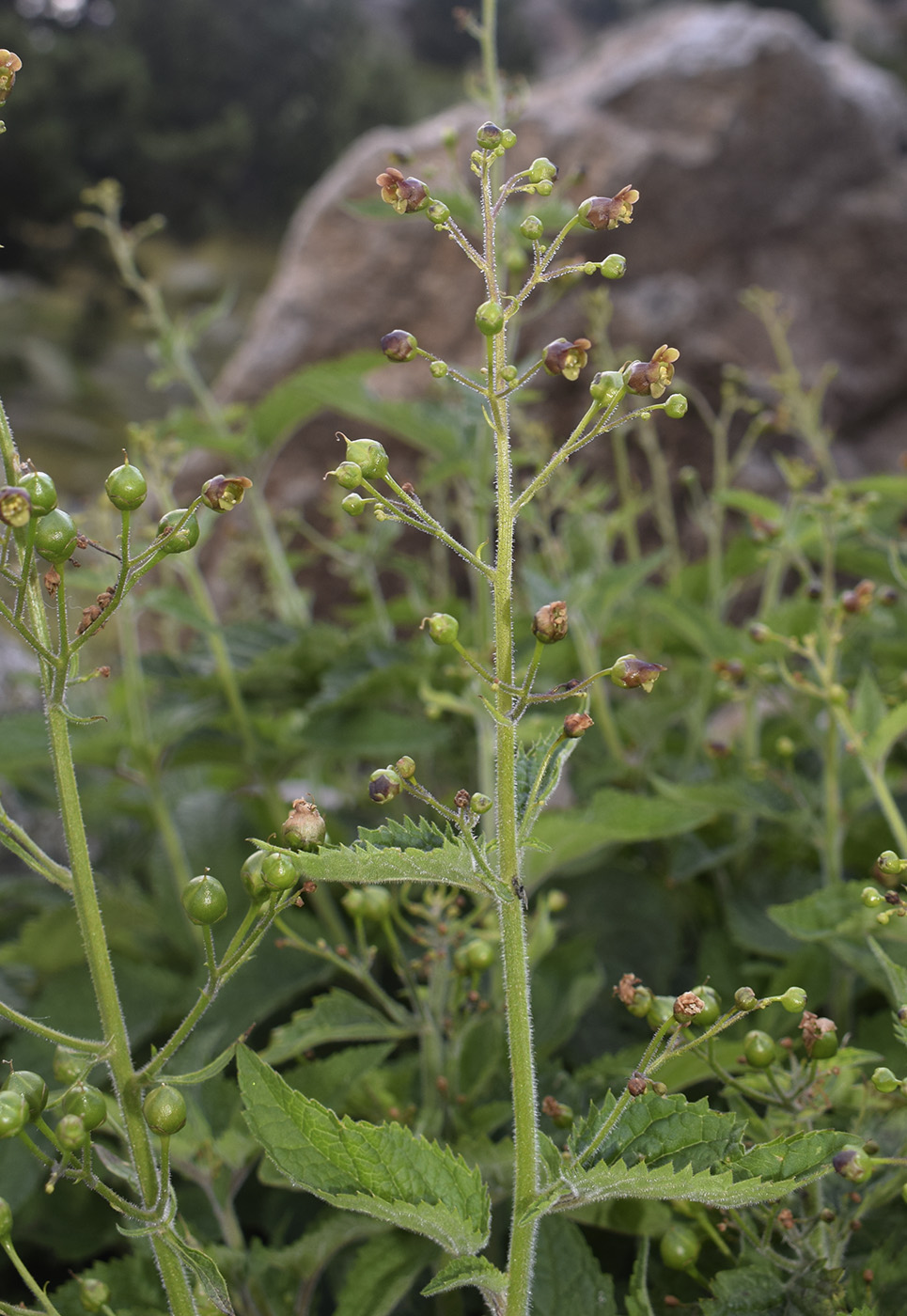 Image of Scrophularia alpestris specimen.