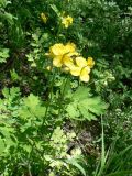 Chelidonium asiaticum. Цветущее растение. Хабаровск, Большой Уссурийский остров. 18.05.2020.