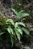 Polypodium vulgare