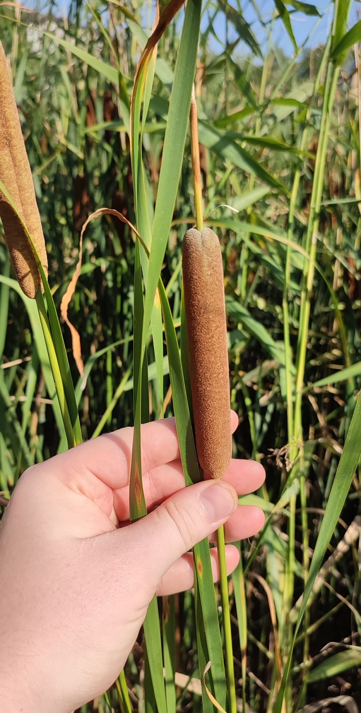 Image of Typha linnaei specimen.