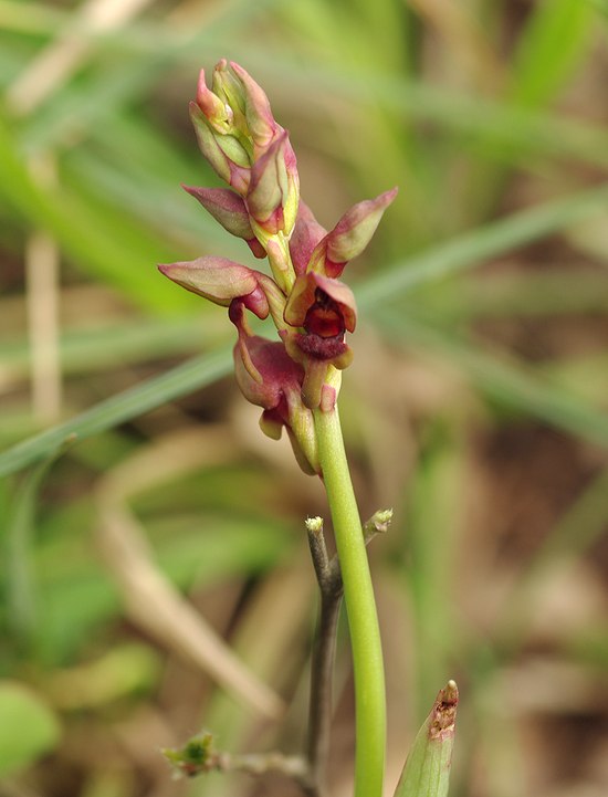 Image of Steveniella satyrioides specimen.