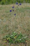 Echinops saksonovii