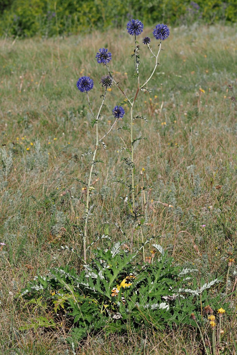 Image of Echinops saksonovii specimen.