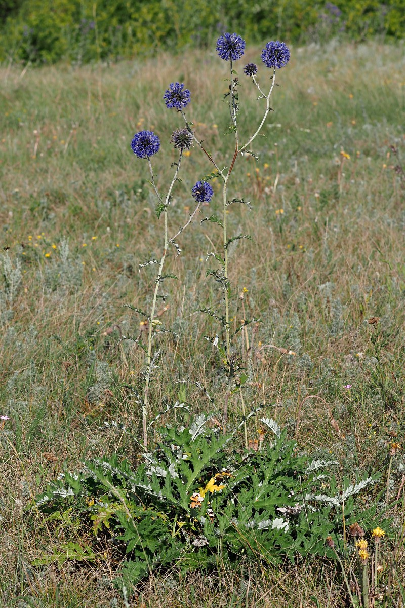 Изображение особи Echinops saksonovii.