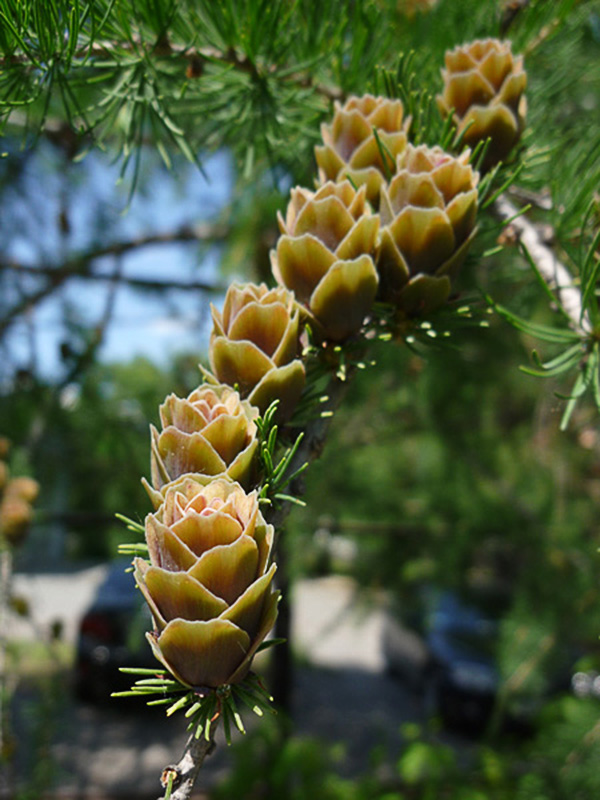 Изображение особи Larix sibirica.