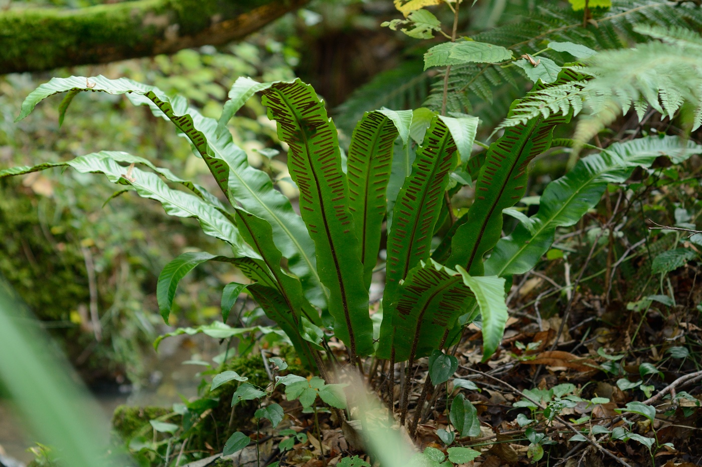 Image of Phyllitis scolopendrium specimen.