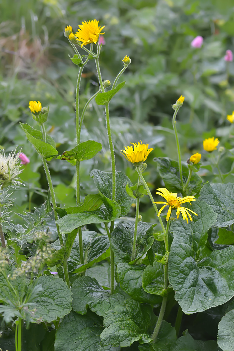 Image of Doronicum macrophyllum specimen.