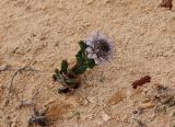 Globularia arabica