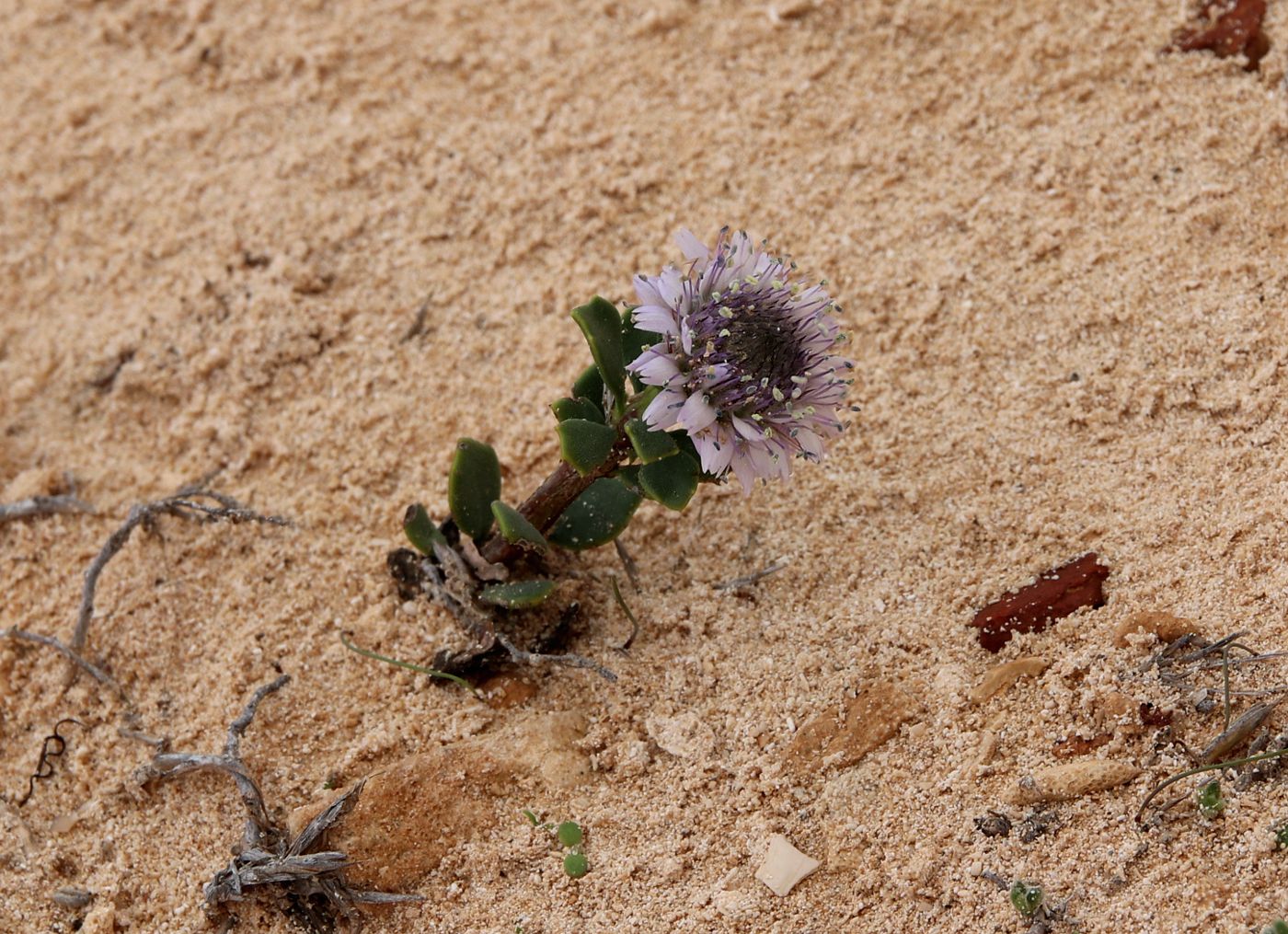 Изображение особи Globularia arabica.