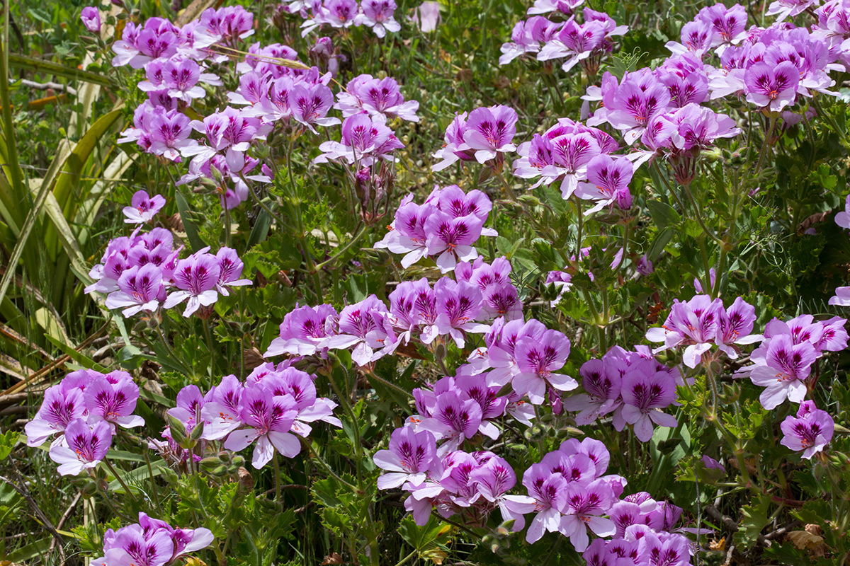 Изображение особи Pelargonium cucullatum.