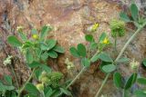 Medicago minima