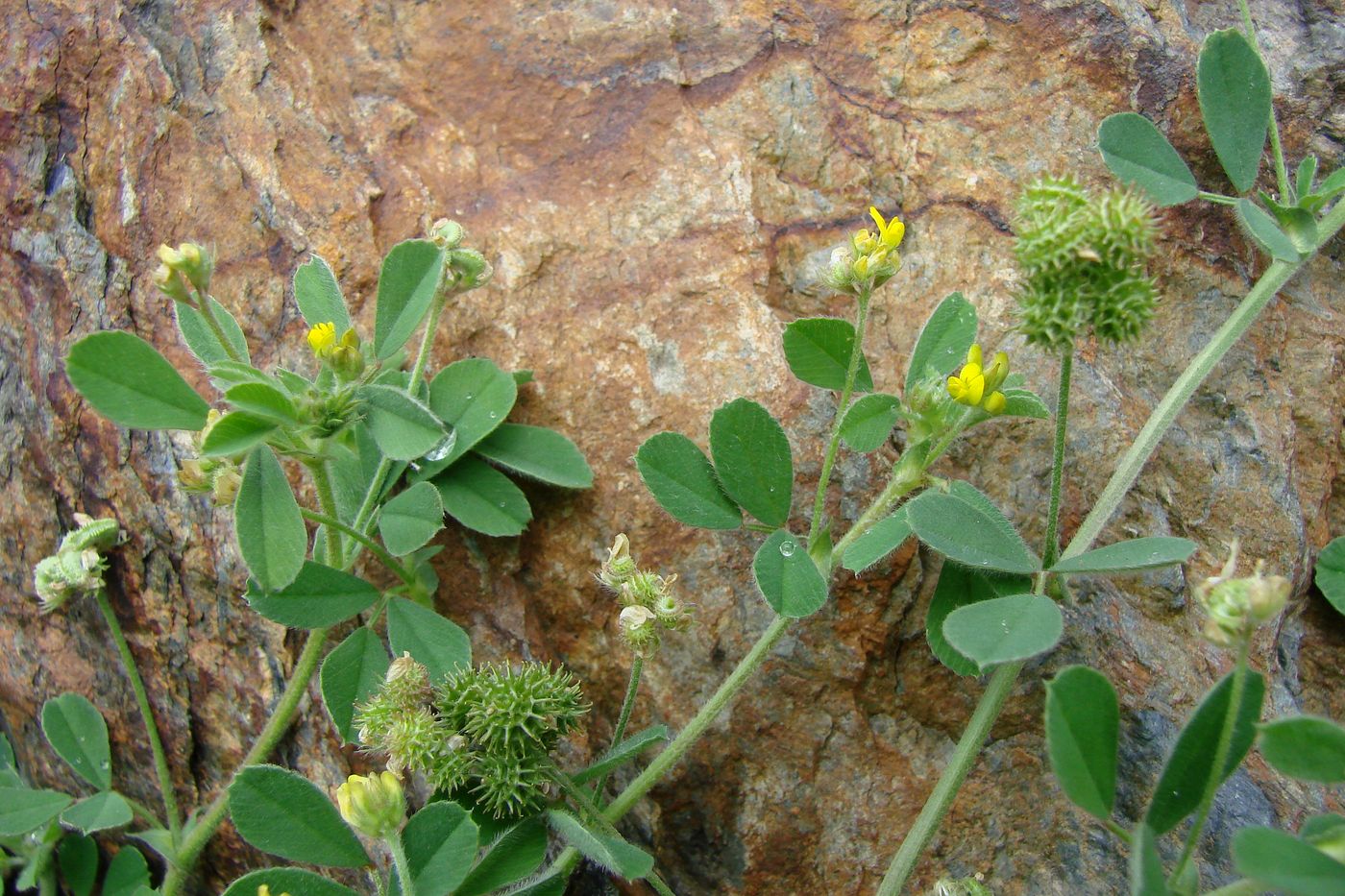 Image of Medicago minima specimen.