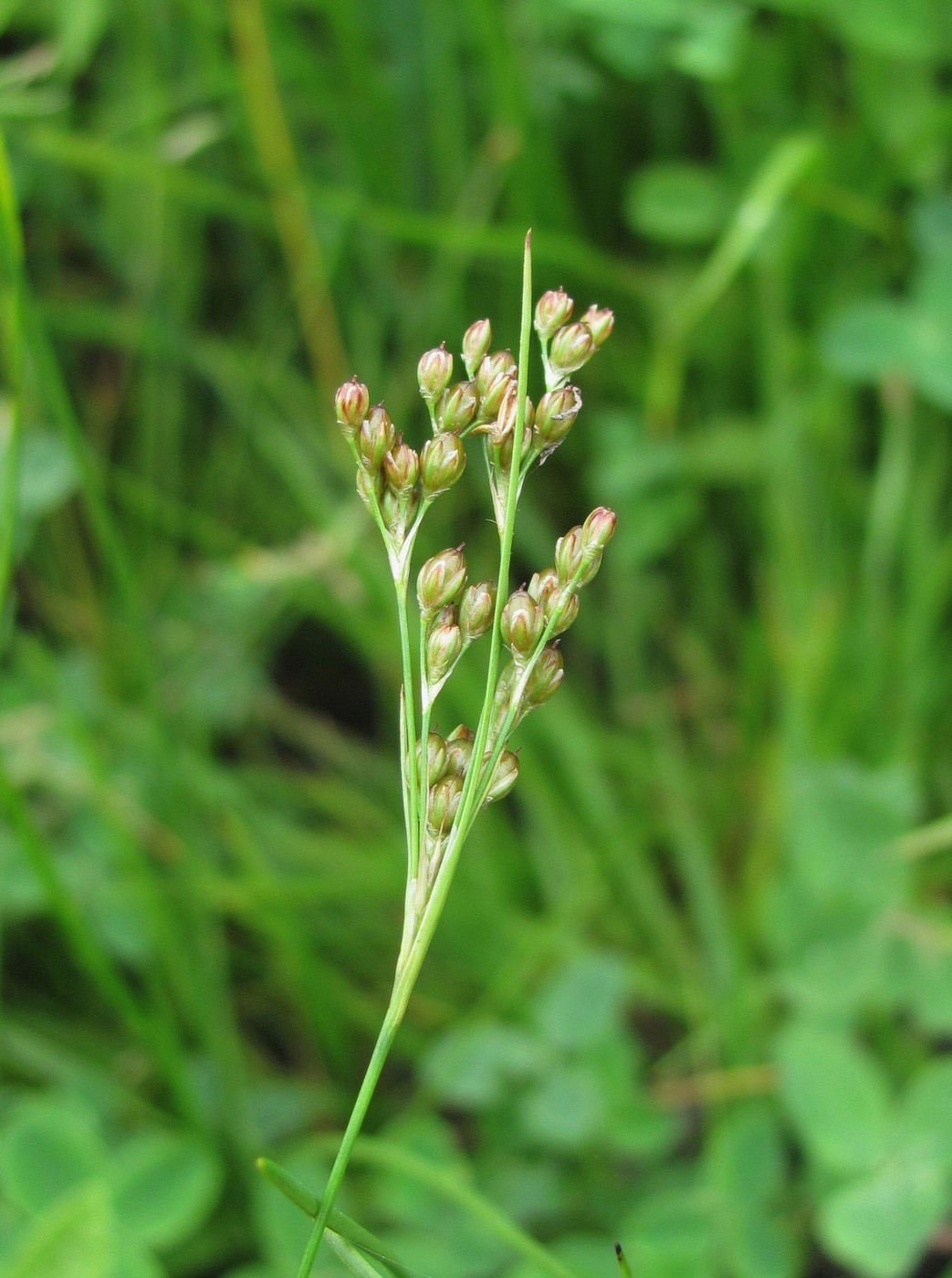 Image of Juncus gerardi specimen.