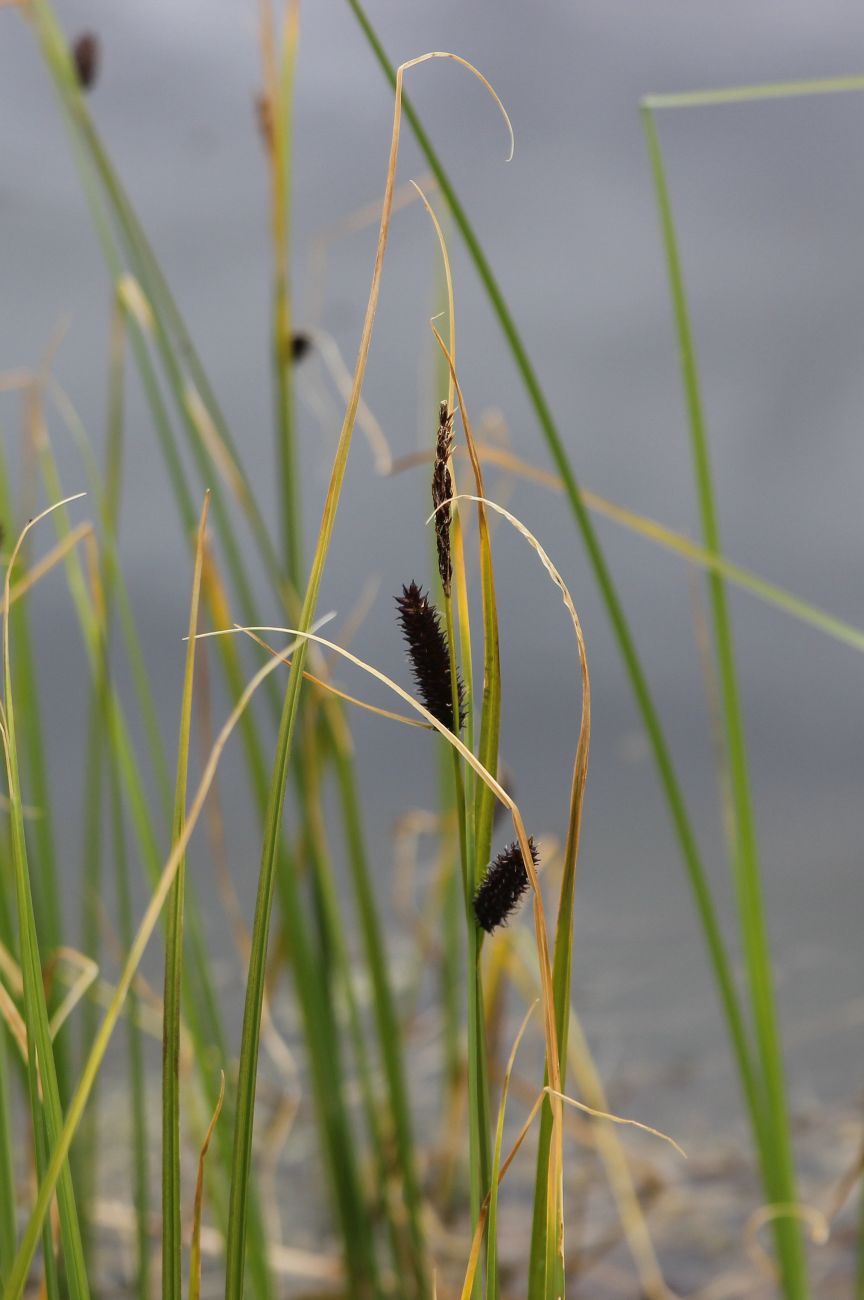 Image of genus Carex specimen.