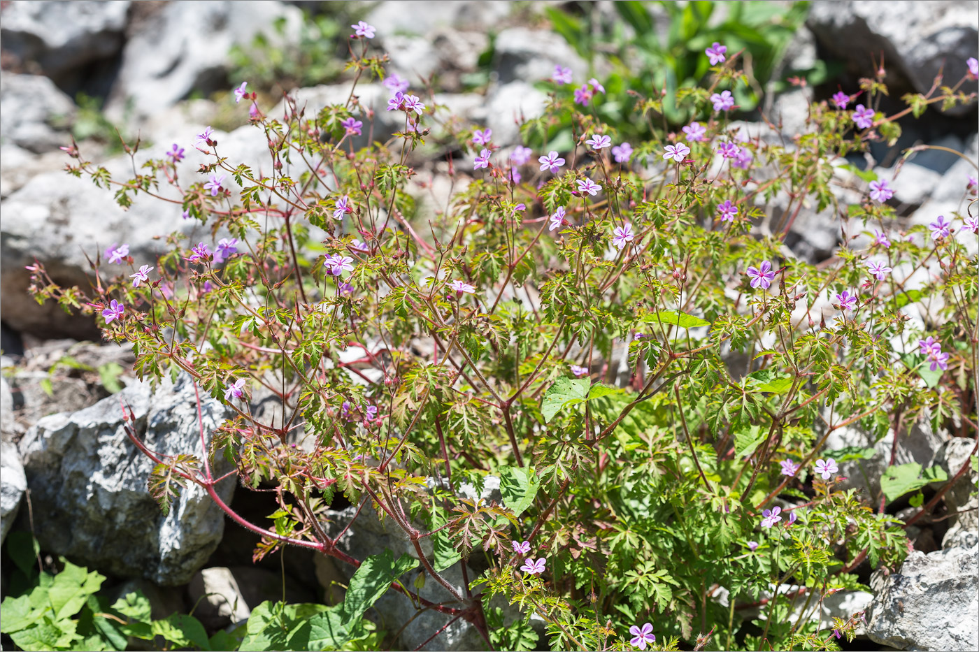 Изображение особи Geranium robertianum.