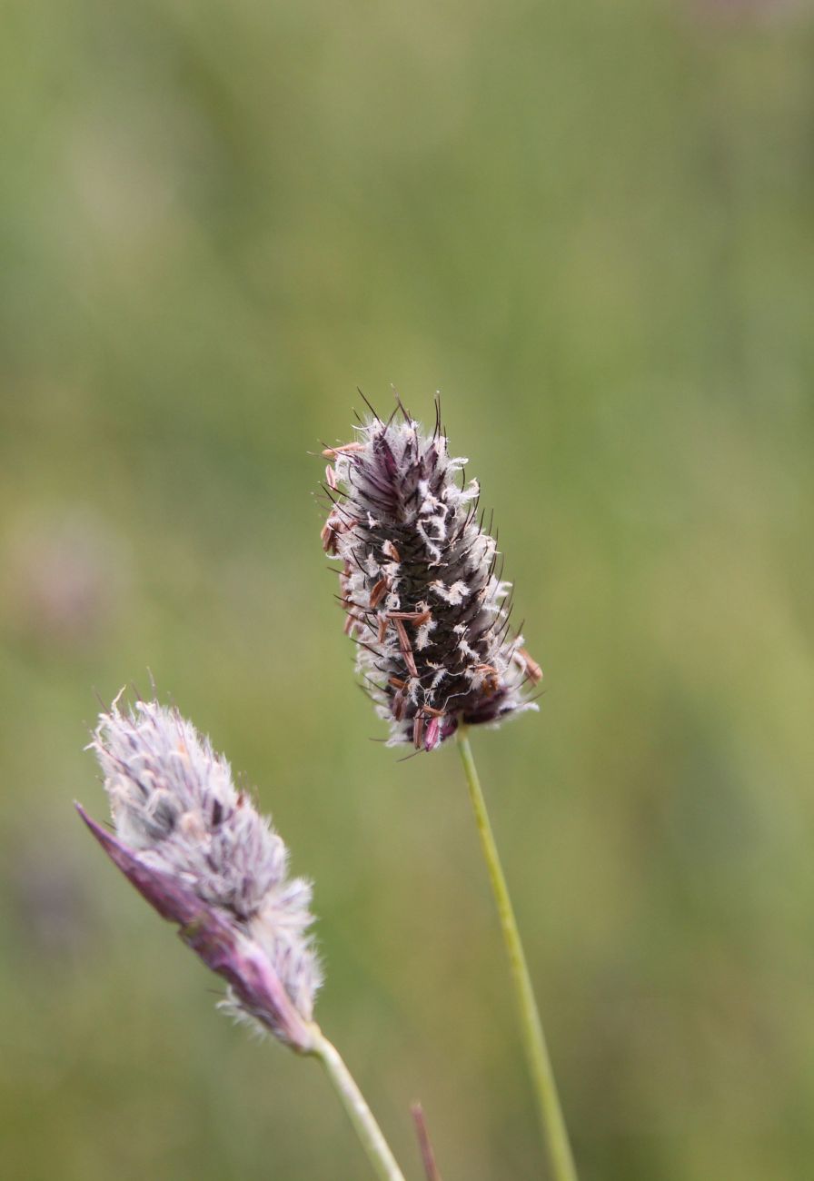 Image of genus Alopecurus specimen.