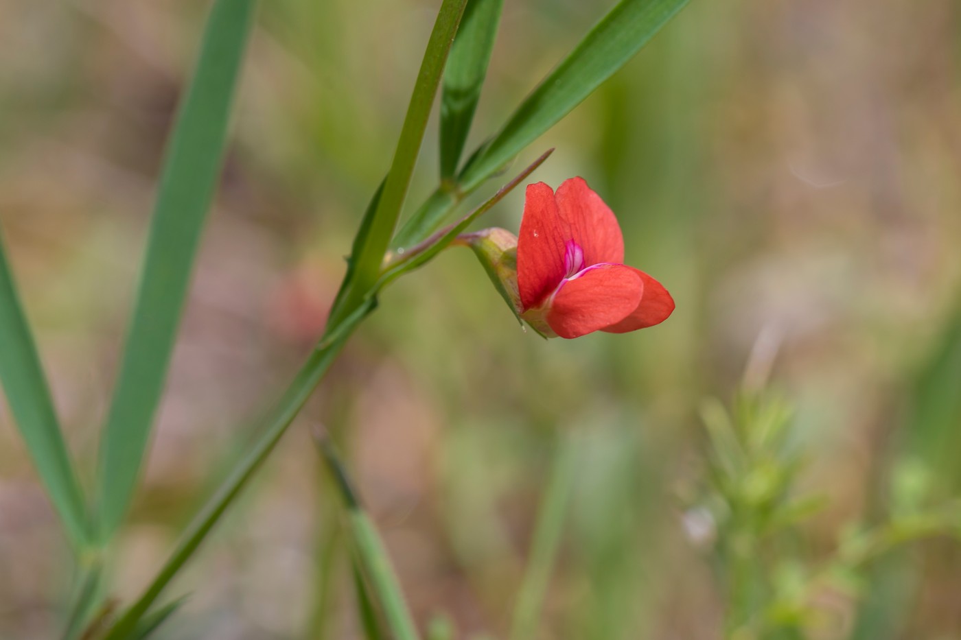 Изображение особи Lathyrus sphaericus.