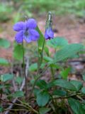 Viola rupestris