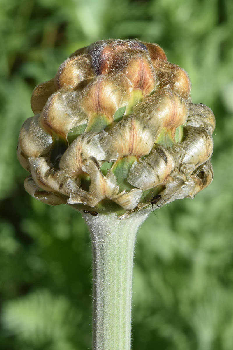 Image of Stemmacantha integrifolia specimen.