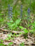 Ajuga reptans. Цветущие растения. Краснодарский край, Крымский р-н, окр. станицы Неберджаевская, ур. Глубокий Яр, буково-дубово-грабовый лес. 14.05.2022.