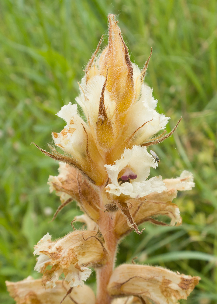 Изображение особи Orobanche crenata.