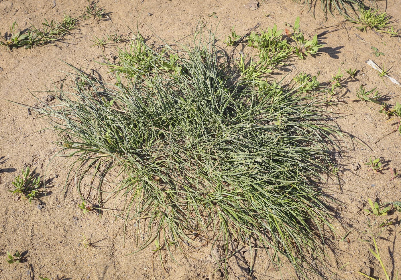 Image of Juncus compressus specimen.