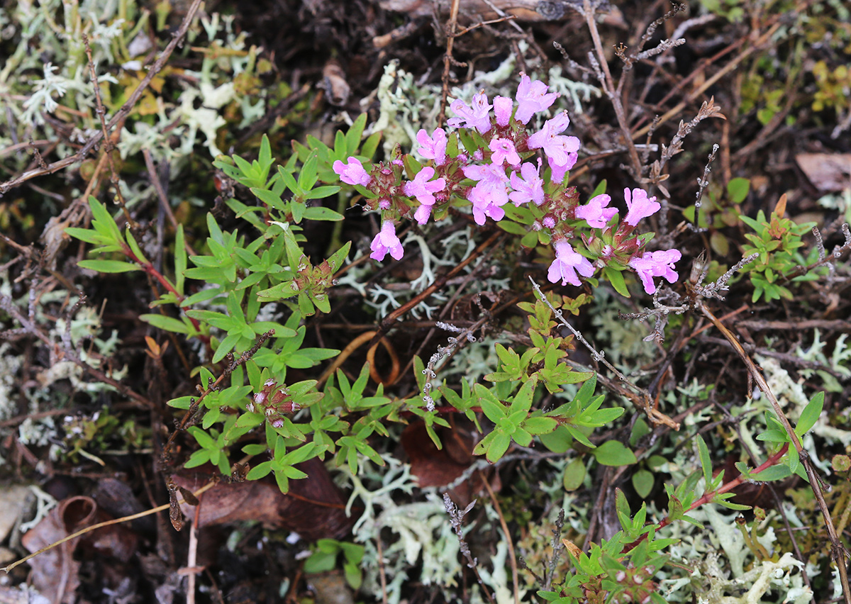 Image of Thymus urussovii specimen.