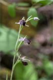 Ophrys mammosa подвид caucasica. Верхушка цветущего растения. Абхазия, Гудаутский р-н, Рицинский реликтовый национальный парк, долина р. Гега, каменистый склон у обочины грунтовой дороги. 17.05.2021.