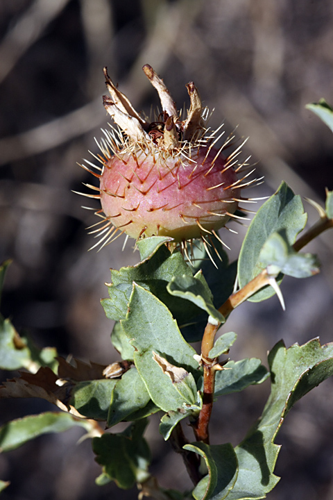 Image of Rosa persica specimen.