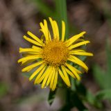 род Inula. Соцветие. Краснодарский край, Пшадский сельский округ, окр. с. Криница, ущ. Грекова щель, сосновый лес на склоне горы. 09.07.2022.