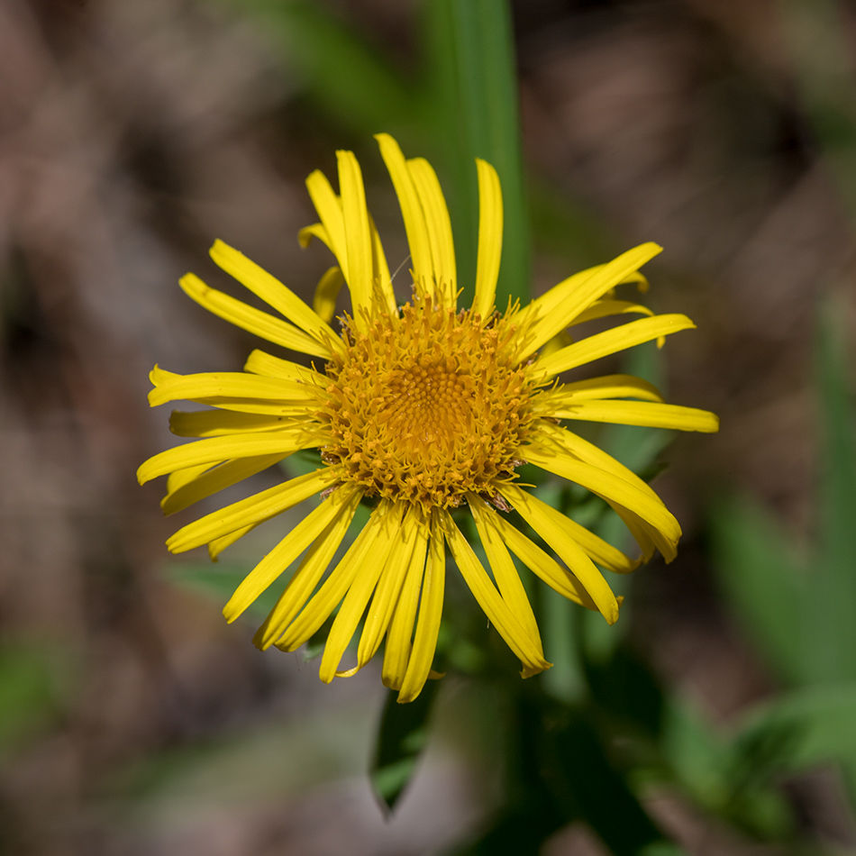 Изображение особи род Inula.