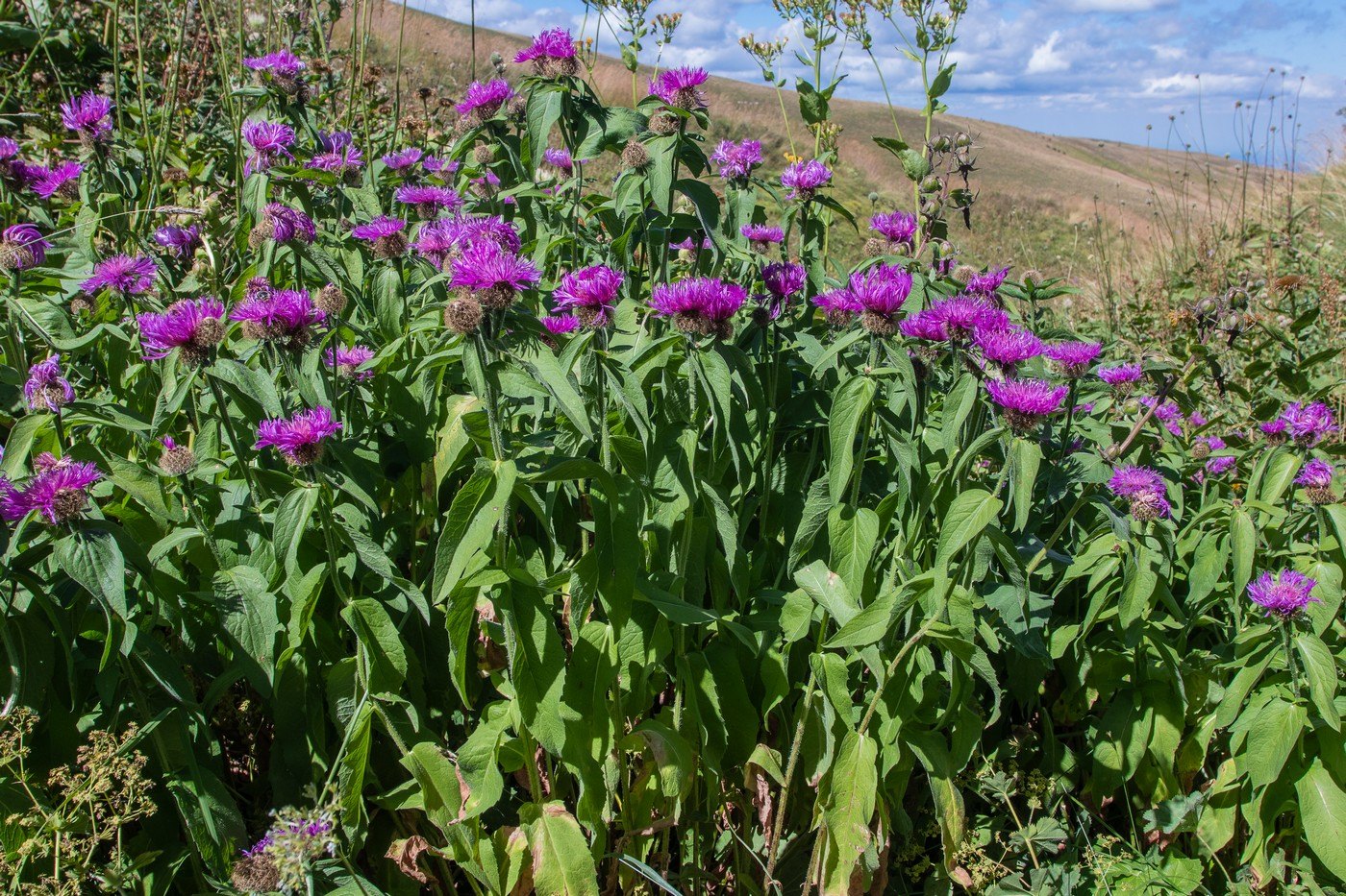 Изображение особи Centaurea phrygia.