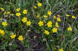 genus Helianthemum