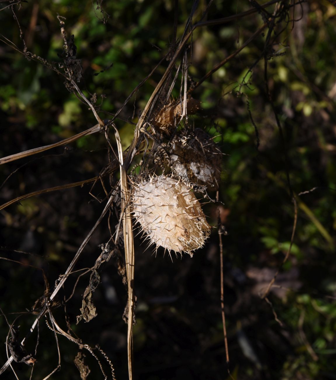 Изображение особи Echinocystis lobata.