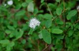 Spiraea betulifolia. Верхушка побега с соцветием. Хабаровский край, р-н им. Полины Осипенко, долина р. Гремячий Лог, каменистый берег реки. 19.07.2021.