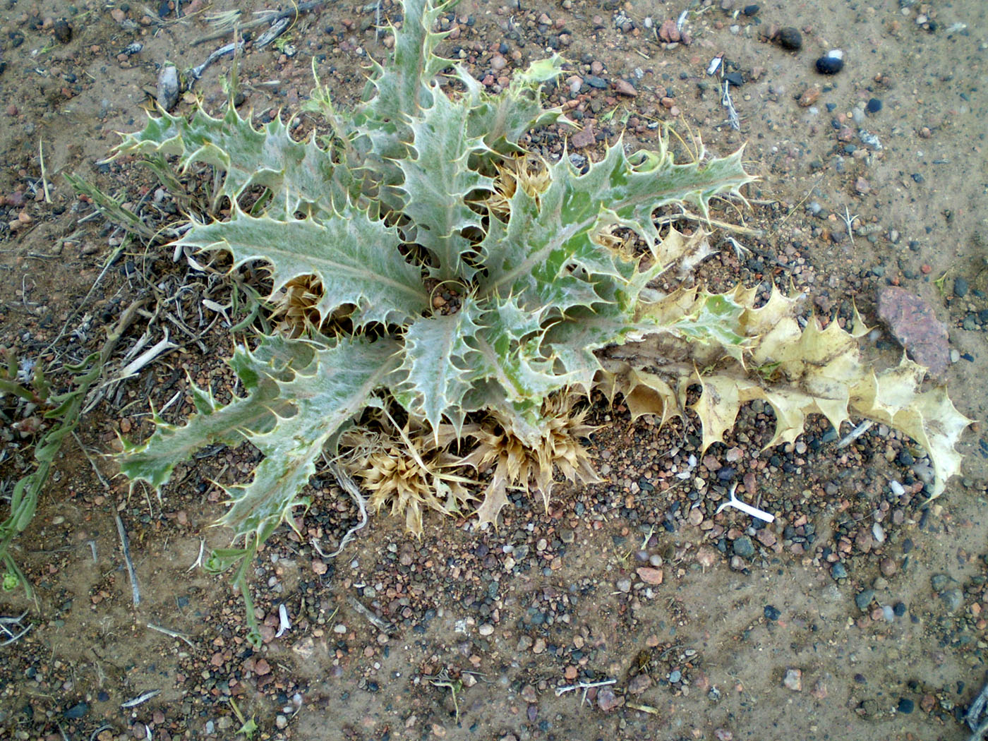 Image of Tugarinovia mongolica specimen.