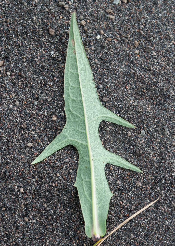 Image of Lactuca sibirica specimen.