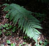 Dryopteris filix-mas