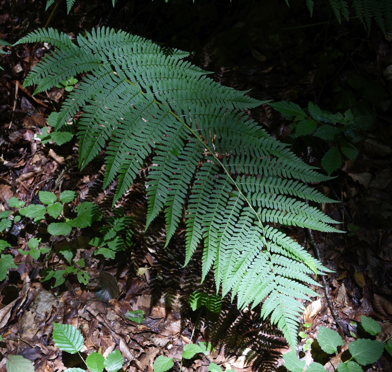 Изображение особи Dryopteris filix-mas.