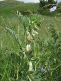 Vicia pannonica. Верхушка цветущего растения. Краснодарский край, Кавказский р-н, окр. ст-цы Темижбекская, степной склон. 10.06.2022.