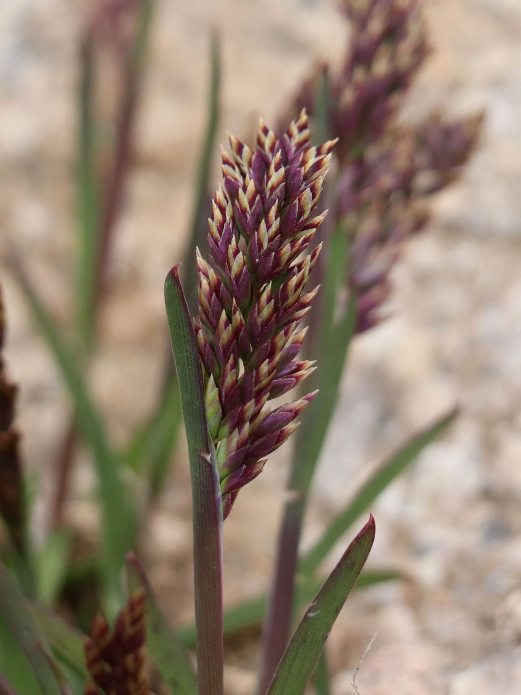 Image of Poa alpina specimen.