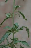 Scrophularia kiriloviana