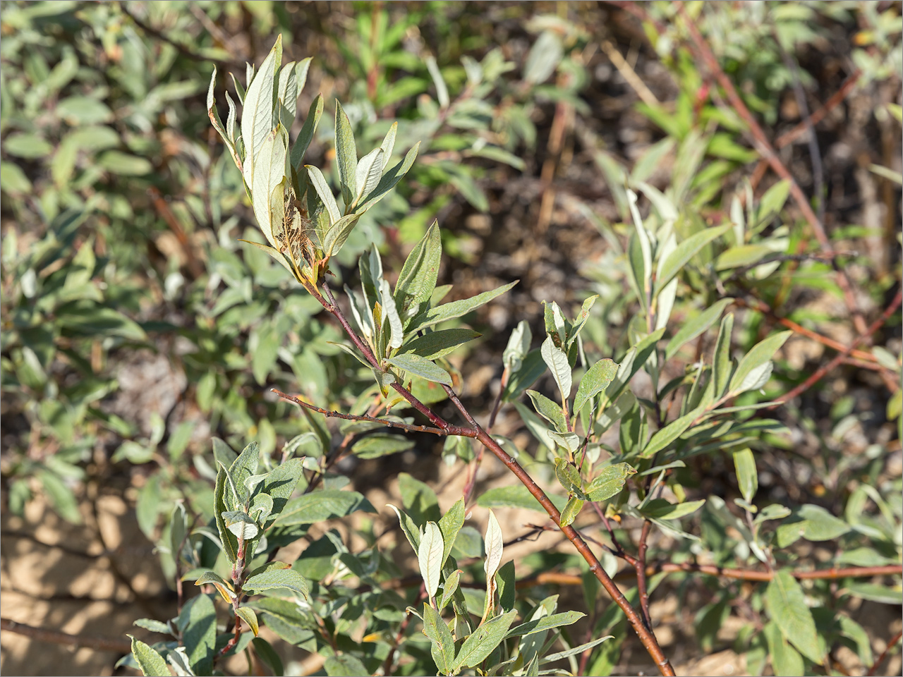 Image of Salix lapponum specimen.