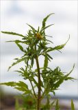 Bidens radiata