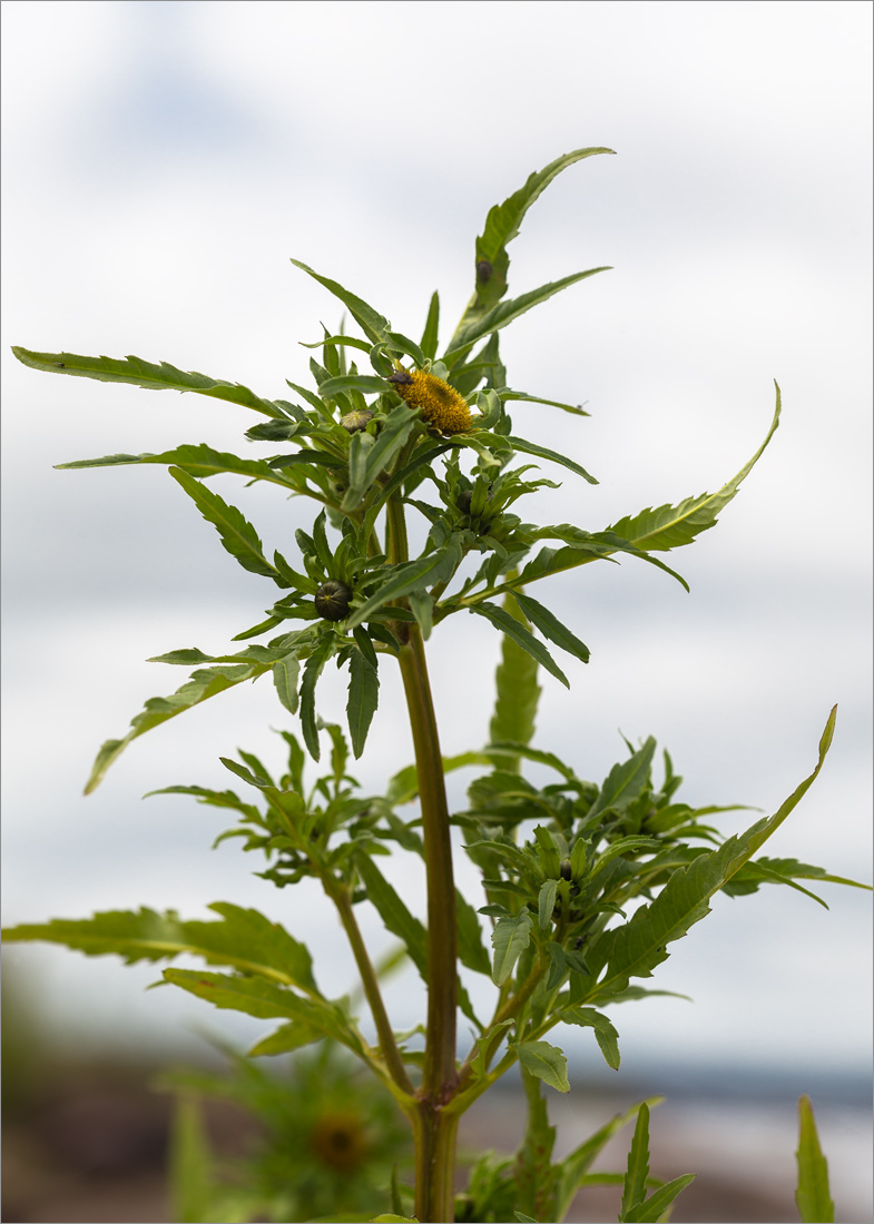 Image of Bidens radiata specimen.