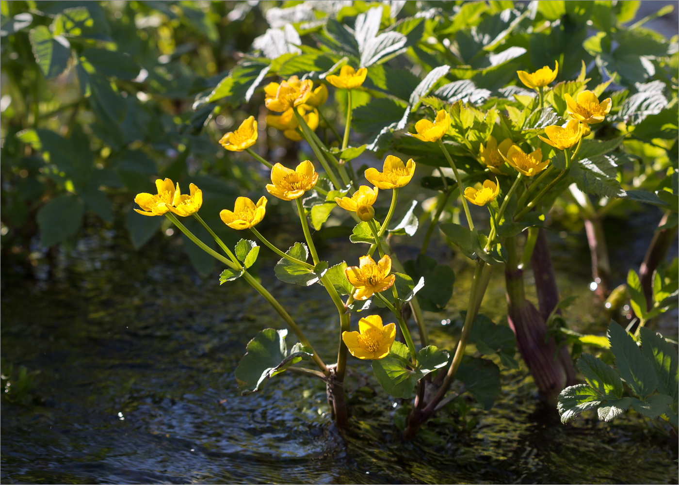 Изображение особи Caltha palustris.