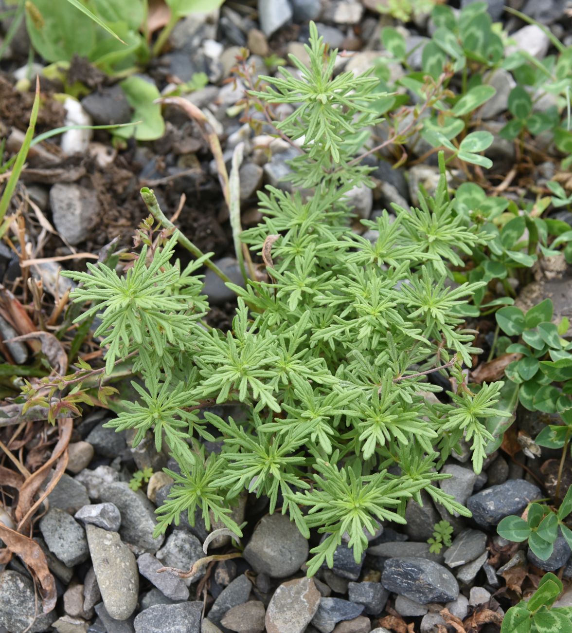 Image of Veronica caucasica specimen.