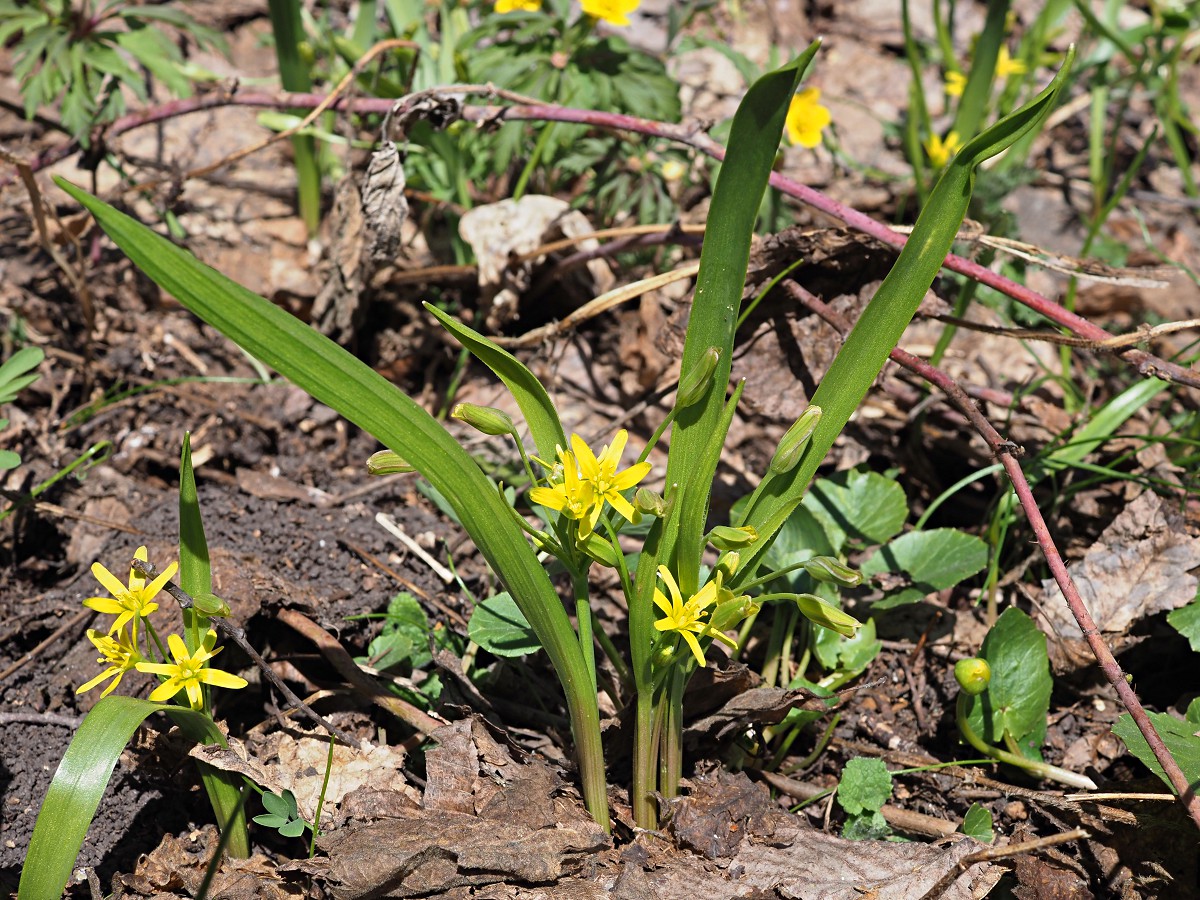 Изображение особи Gagea lutea.