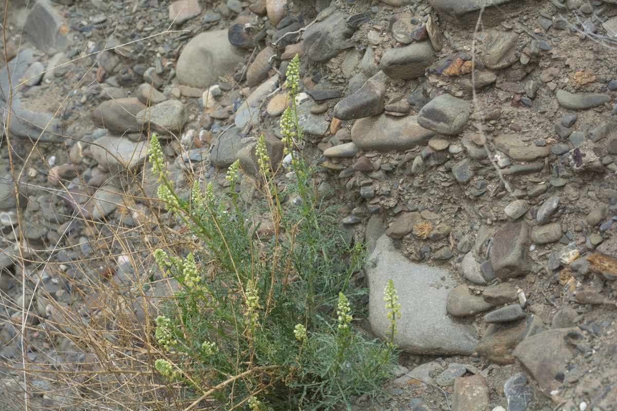 Image of Reseda lutea specimen.