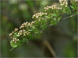 Spiraea × cinerea. Побеги с бутонизирующими соцветиями. Московская обл., Раменский р-н, окр. дер. Хрипань, садовый участок. 09.05.2023.